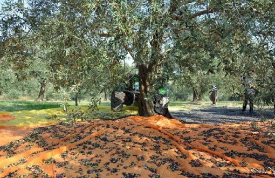 Zeytin Ağacı Fermanla Ölmez ! Zeytin