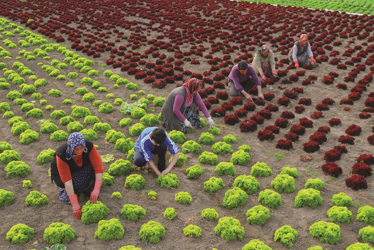Çiftçi